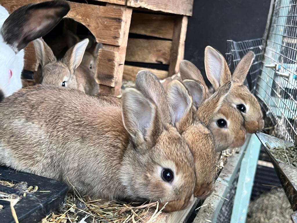 Jonge konijntjes., Dieren en Toebehoren, Konijnen