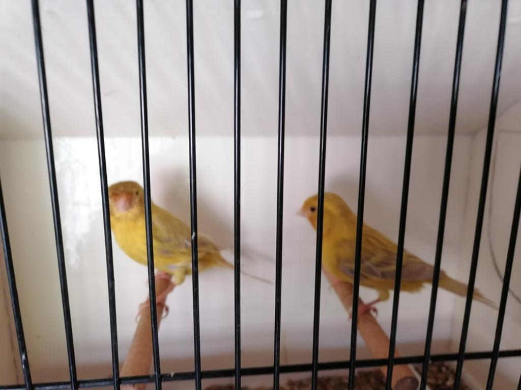 Nog 3 koppels kanaries, Dieren en Toebehoren