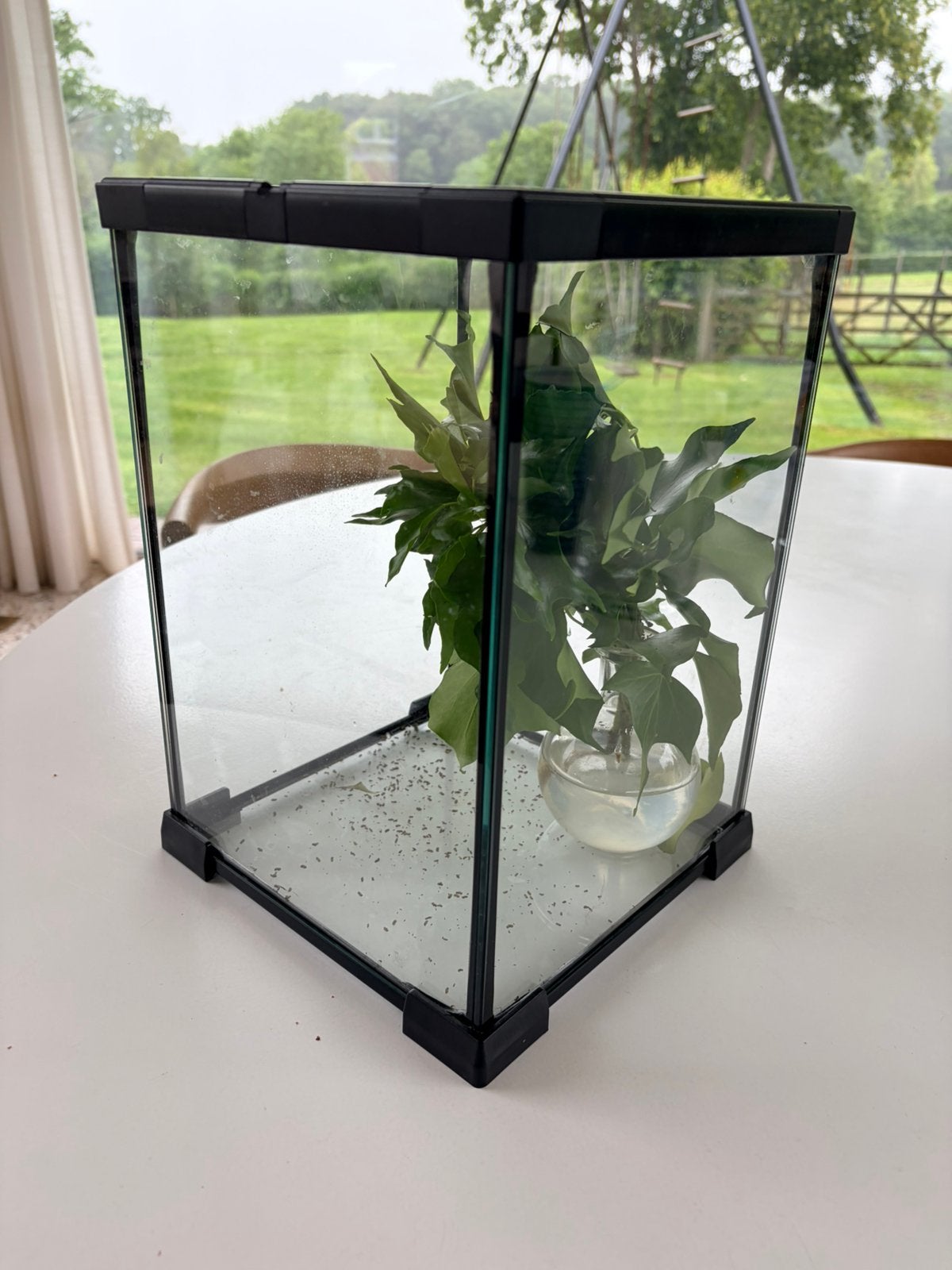 Terrarium avec branches ambulantes, Animaux & Accessoires, Insectes & Araignées, Phasme