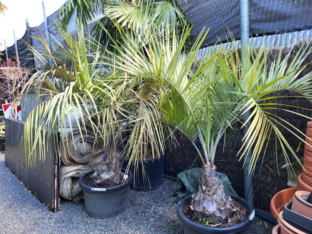 Butia capitata stam 30/40, totaal 1m80/2m, Ophalen