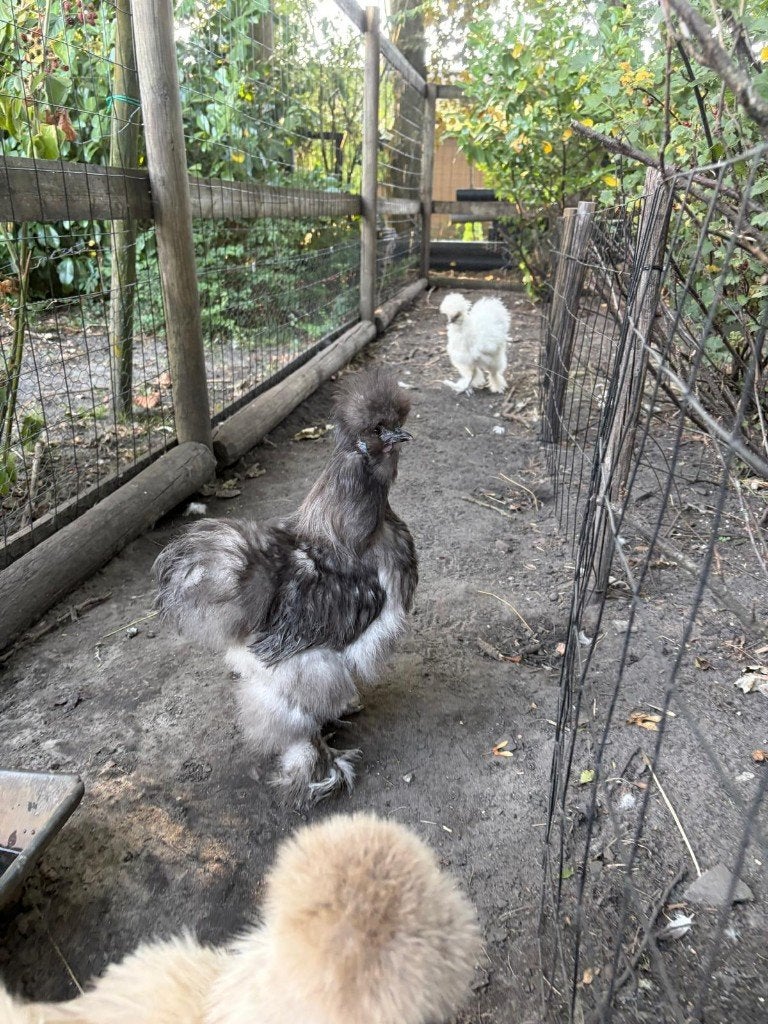 Mooie tamme zijdehoen haan 4 maanden, Dieren en Toebehoren, Pluimvee, Mannelijk, Kip