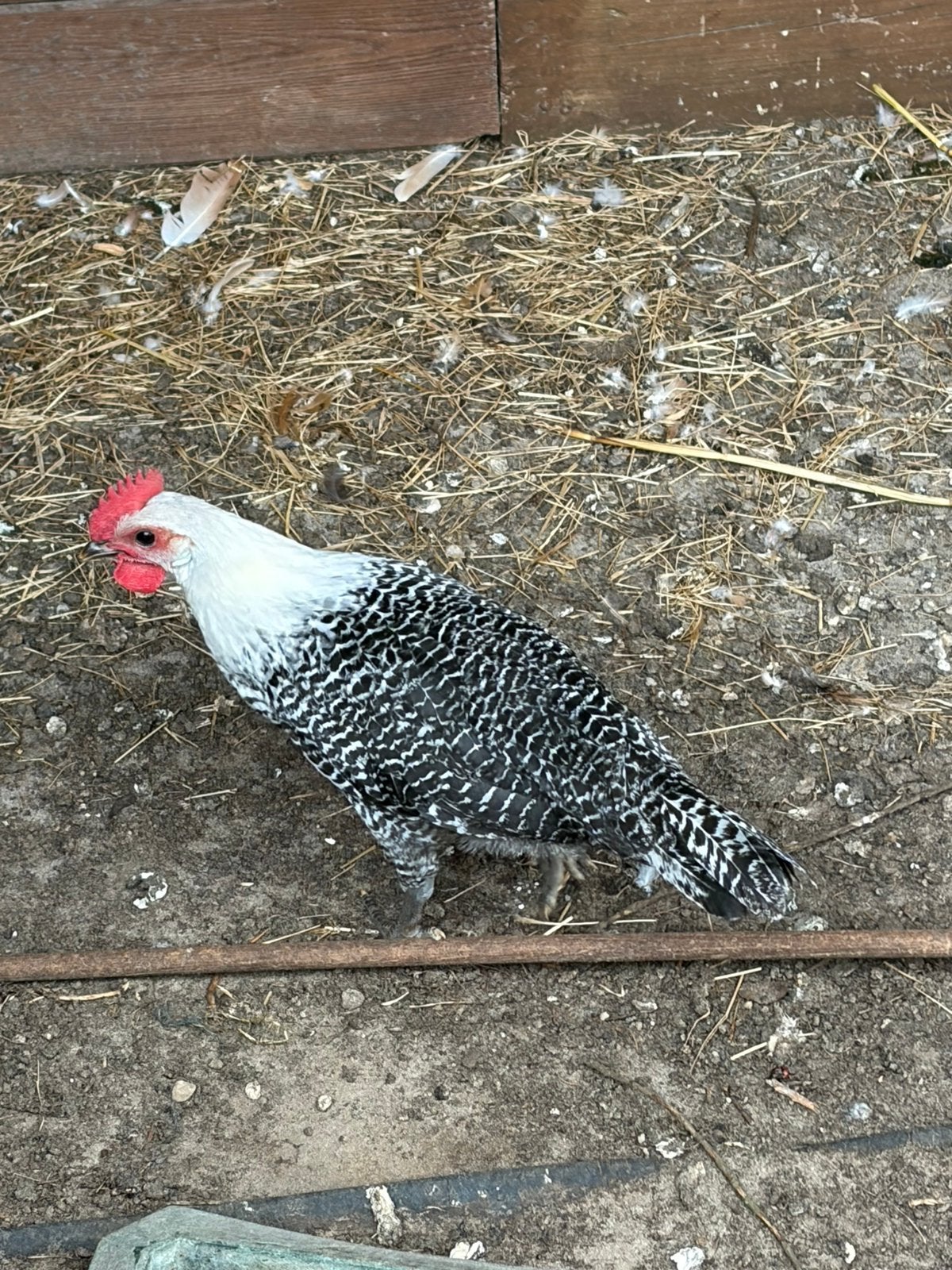 Haantjes te koop, Dieren en Toebehoren, Pluimvee