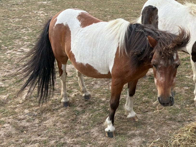 shetland, Animaux & Accessoires, Plusieurs animaux, Poney A (jusqu'à 1.17 m)