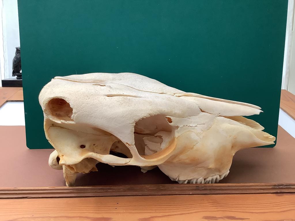 Crâne de vache — objet décoratif de la nature