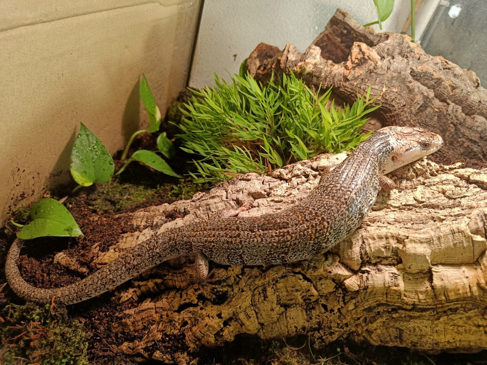 Hemisphaeriodon gerradii, Dieren en Toebehoren, Reptielen en Amfibieën