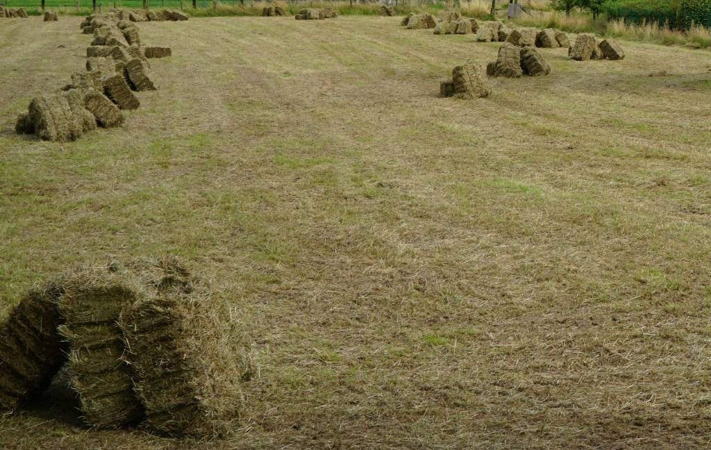 paard  pony ..............HOOI zeer mooi vaste pakjes