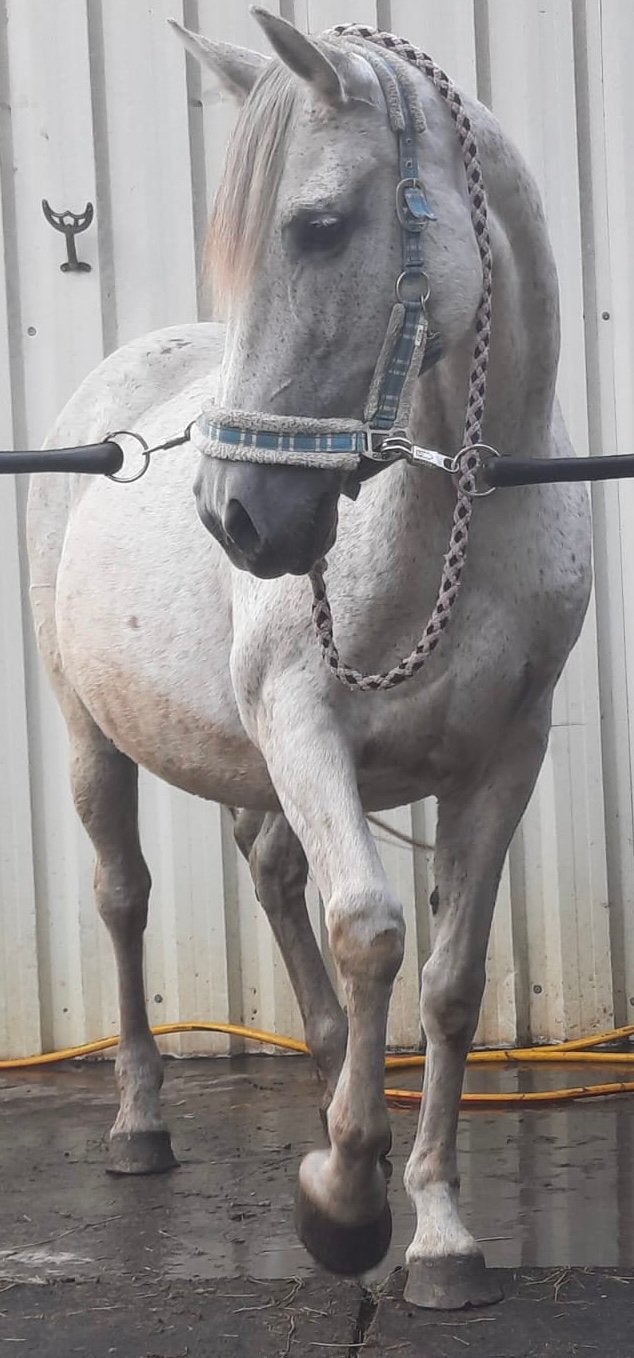 Knappe lieve spaanse merrie, Dieren en Toebehoren, Paarden, Merrie