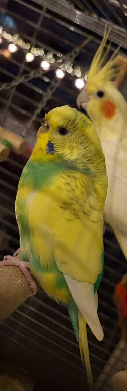 Grasparkiet meisje 1 jaar oud, Dieren en Toebehoren, Geringd