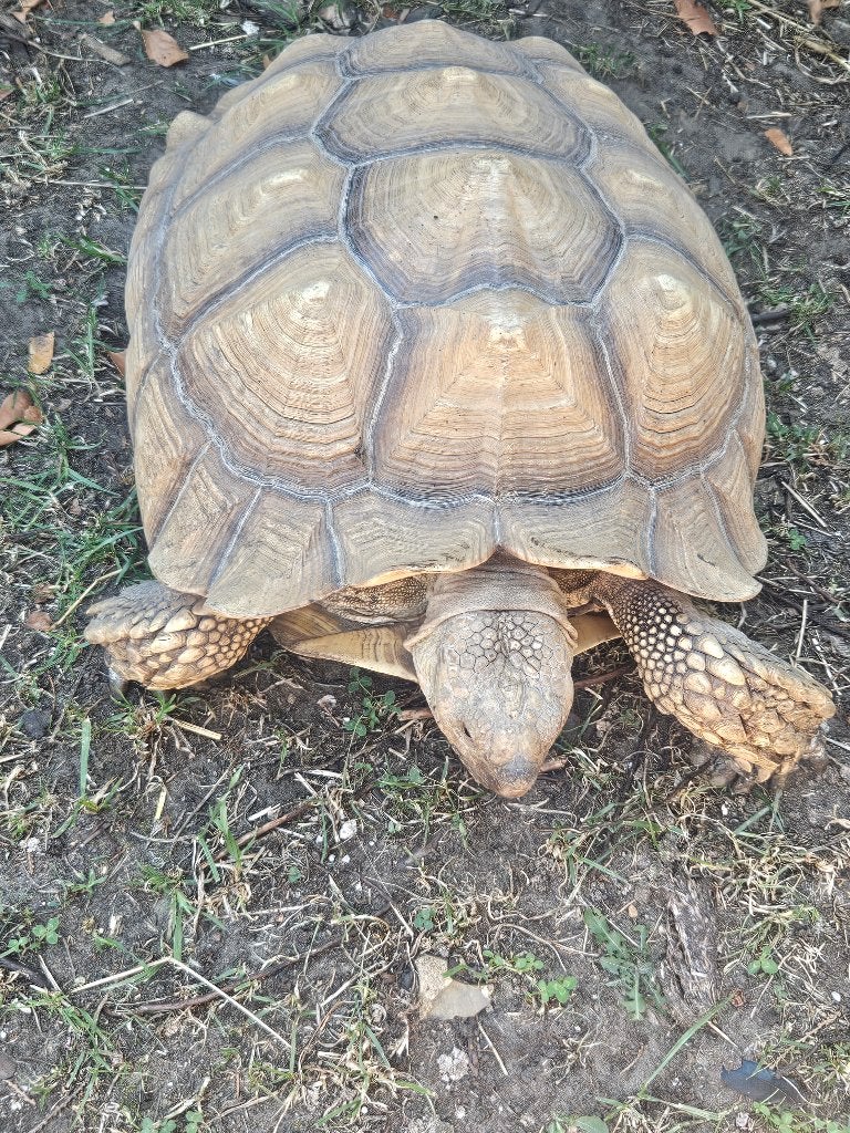 Femelle torture sulcata reproducteur 17Ans, Animaux & Accessoires, Reptiles & Amphibiens, Tortue, 11 ans ou plus