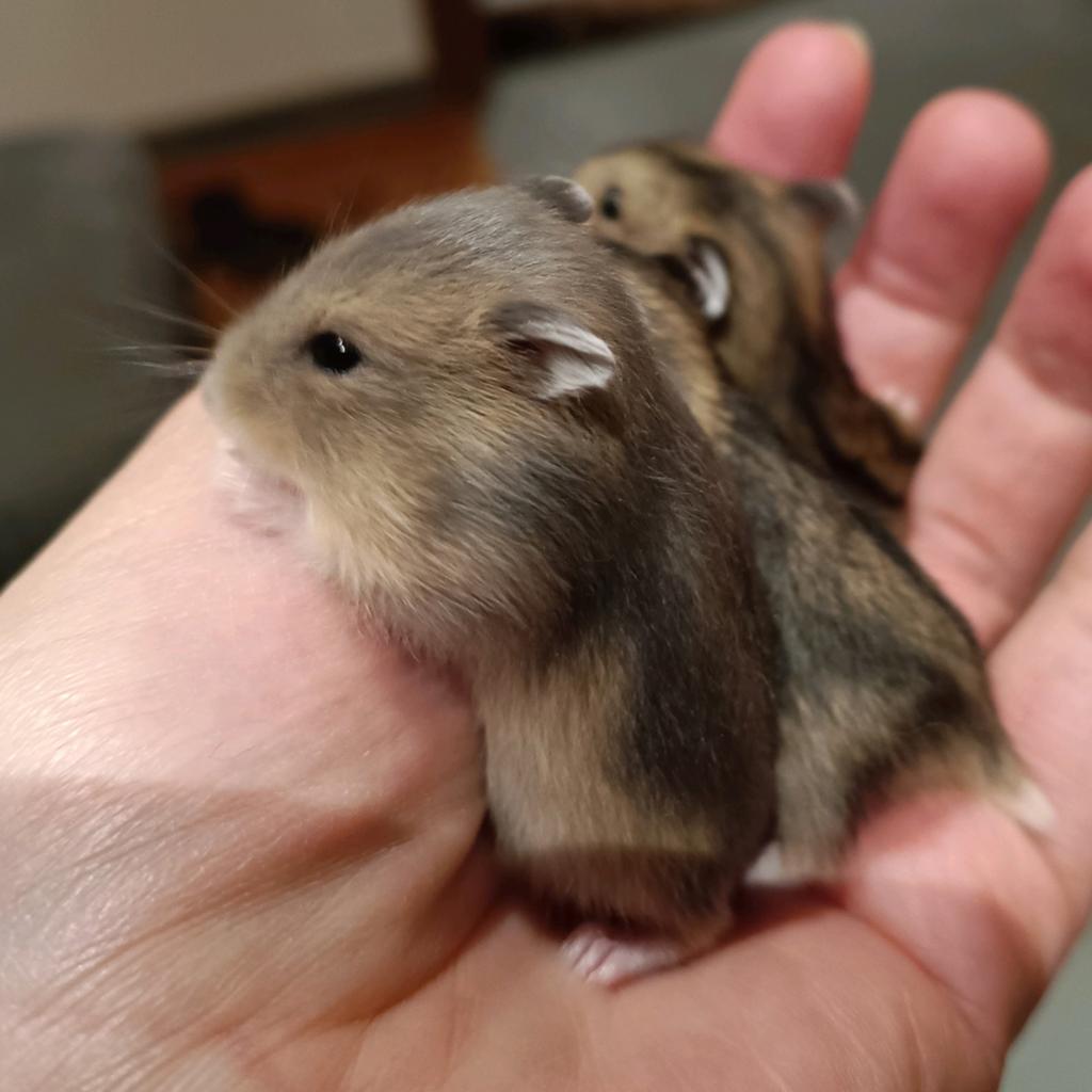 Superlieve Russische dwerghamsters, April, Hamster