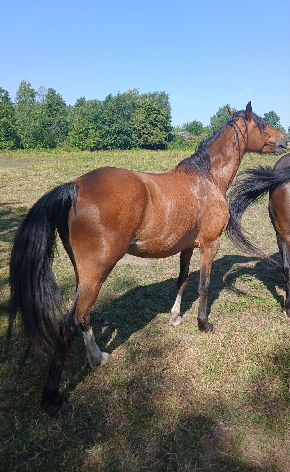 Pony merrie zeer mooie, Jument