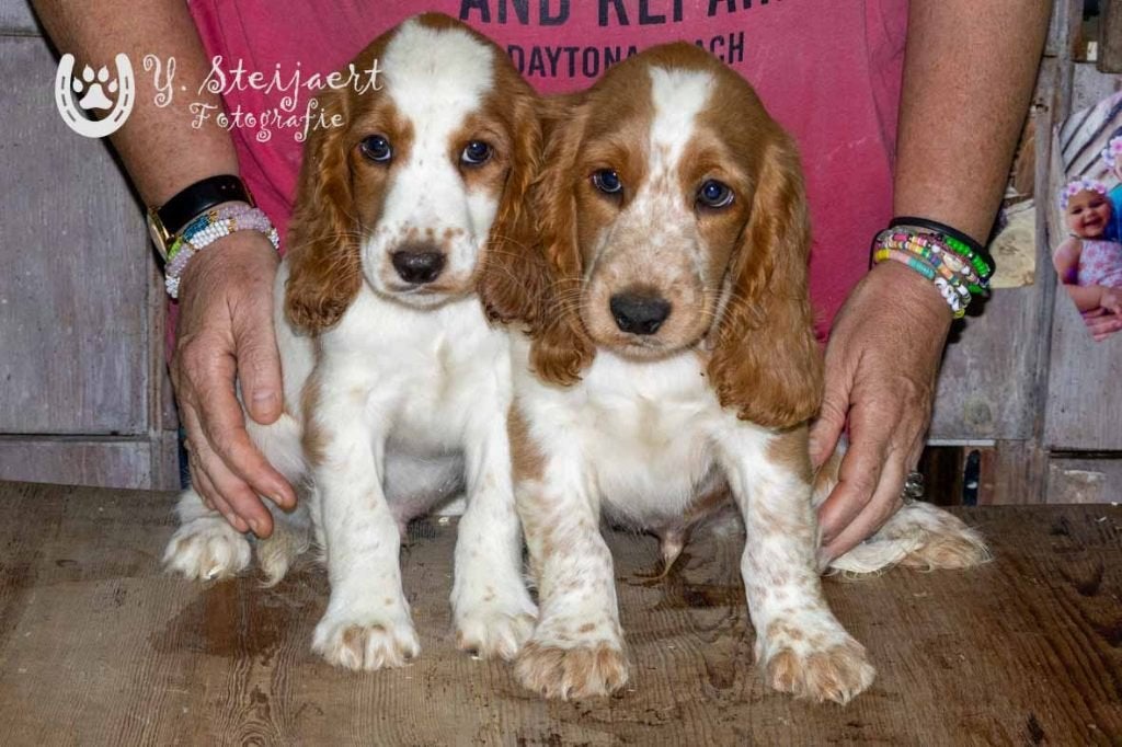 engelse cocker pups, beide ouders zijn aanwezig, Dieren en Toebehoren, België, Reu, CDV (hondenziekte), 8 tot 15 weken
