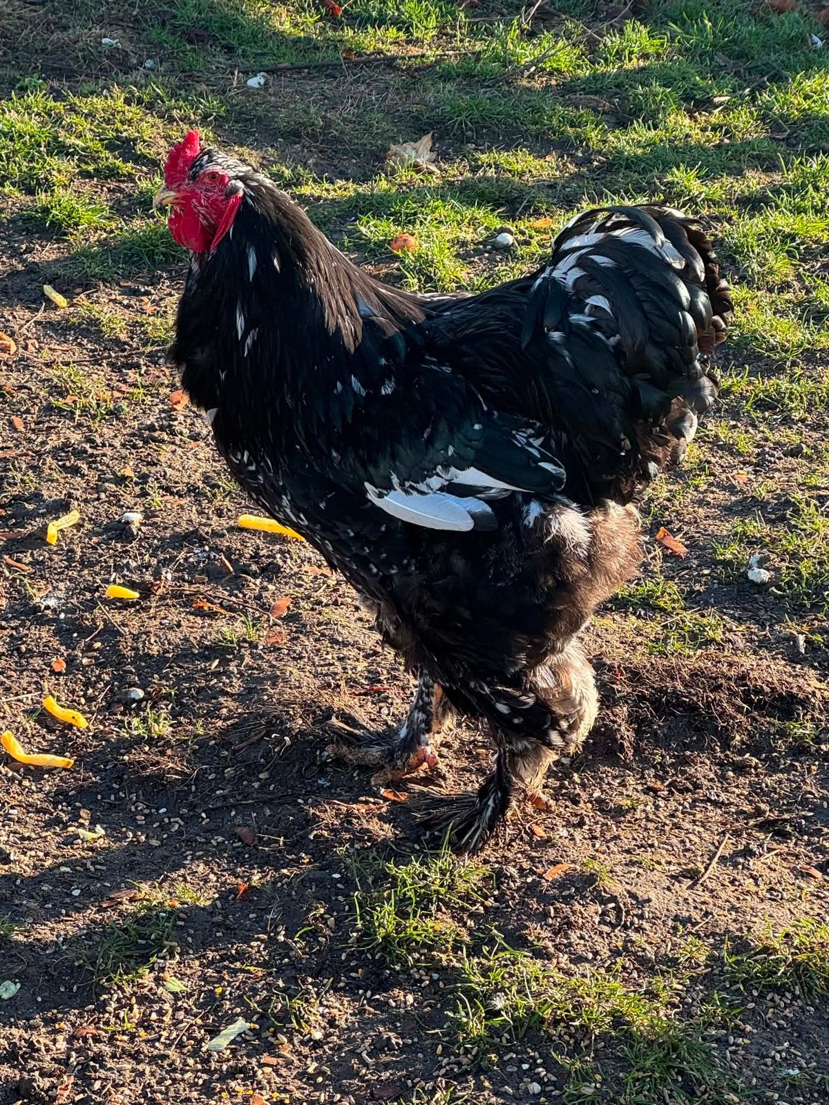 Brahma haan 1j 6 maand, Mannelijk, Kip