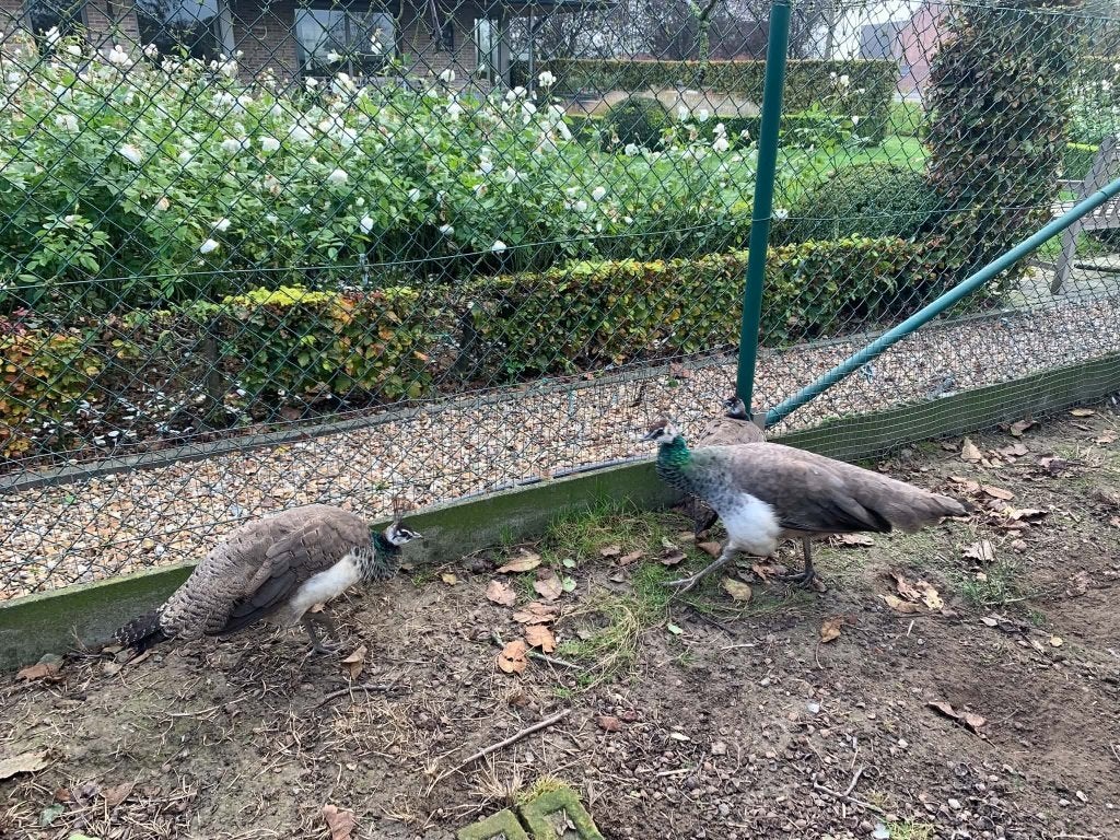 Pauwen, Mei, Vrouwelijk