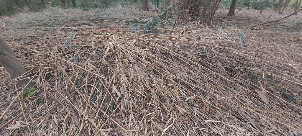 Gratis bamboe, Tuin en Terras, Ophalen