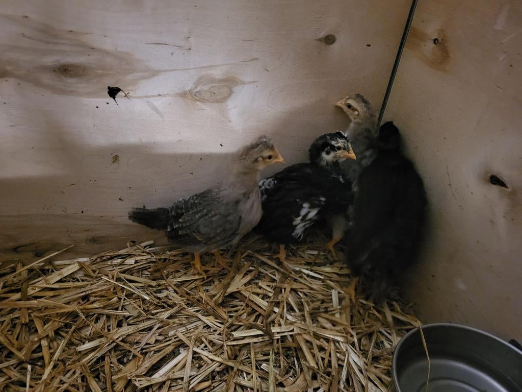 Cream Legbar en Marans, 4 groenlegger kuikens