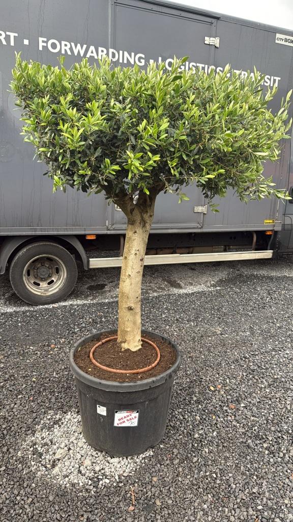 Olijfbomen, Tuin en Terras, Planten | Bomen, Lente, 100 tot 250 cm, Olijfboom, Ophalen