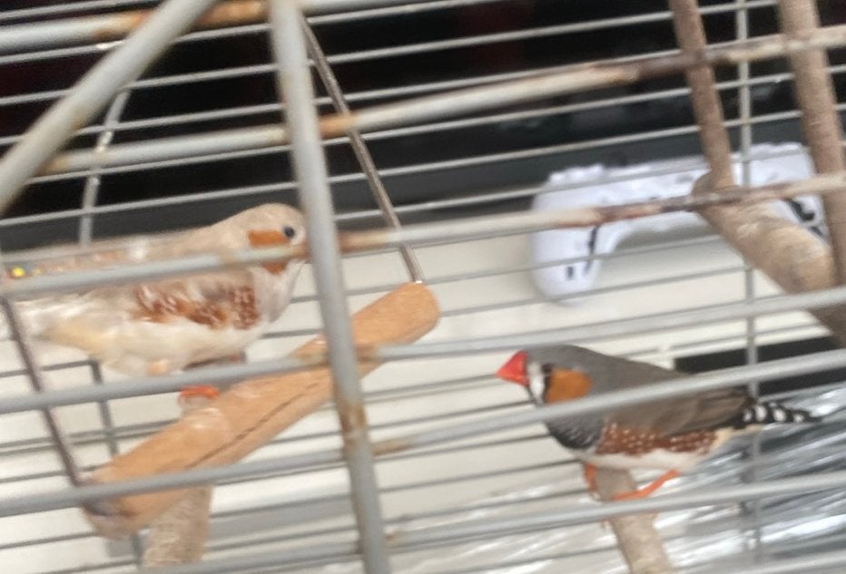 Vogels, Dieren en Toebehoren, Mannelijk, Kleurkanarie