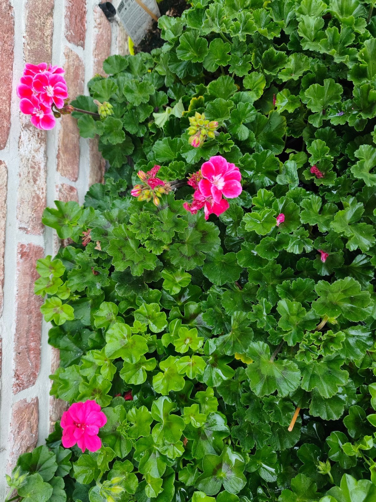 Geranium: Pelargonium Zonale, Tuin en Terras, Planten | Tuinplanten, Ophalen