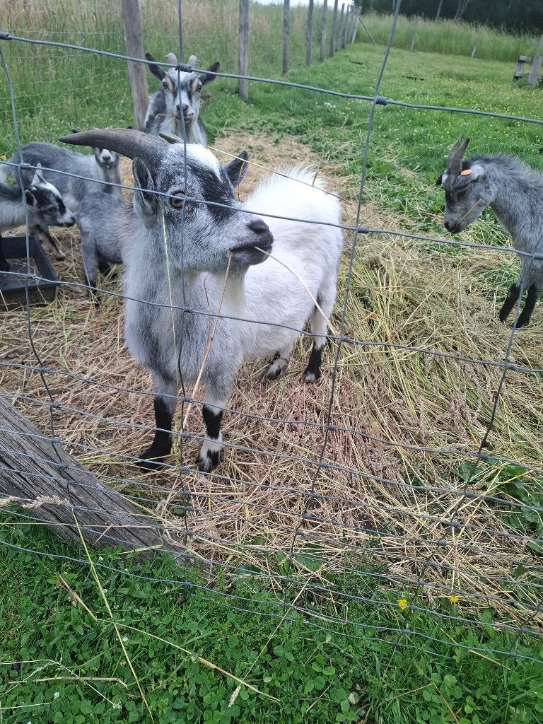 Moule bleu en forme de chèvre naine, Animaux & Accessoires, Moutons, Chèvres & Cochons, Mâle, Chèvre, 0 à 2 ans