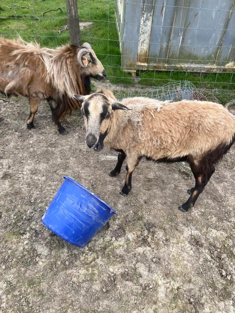 Kameroenschapen ram en ooi, Meerdere dieren, Schaap, 3 tot 5 jaar