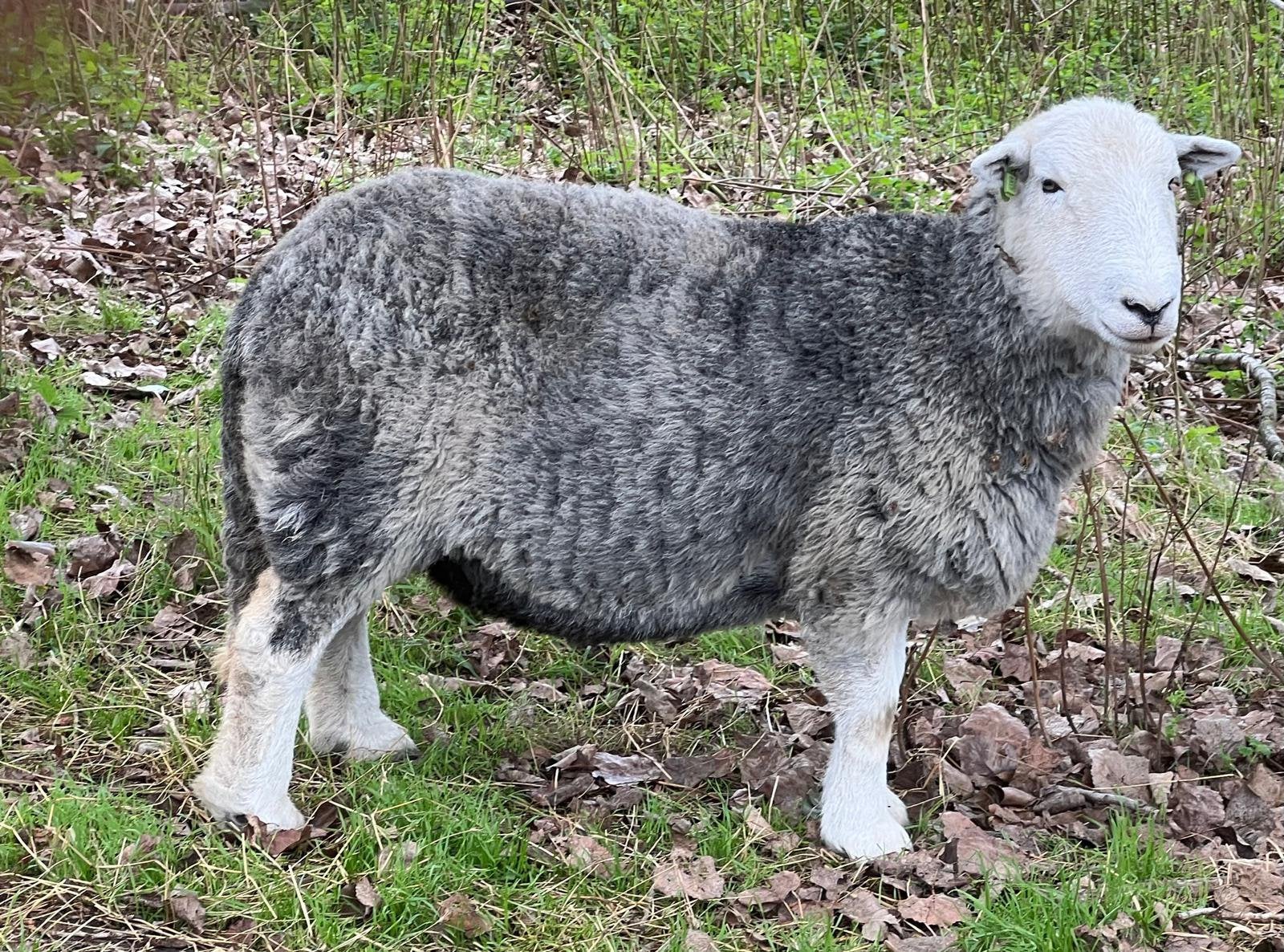 Herdwick schapen, Dieren en Toebehoren, Schapen, Geiten en Varkens