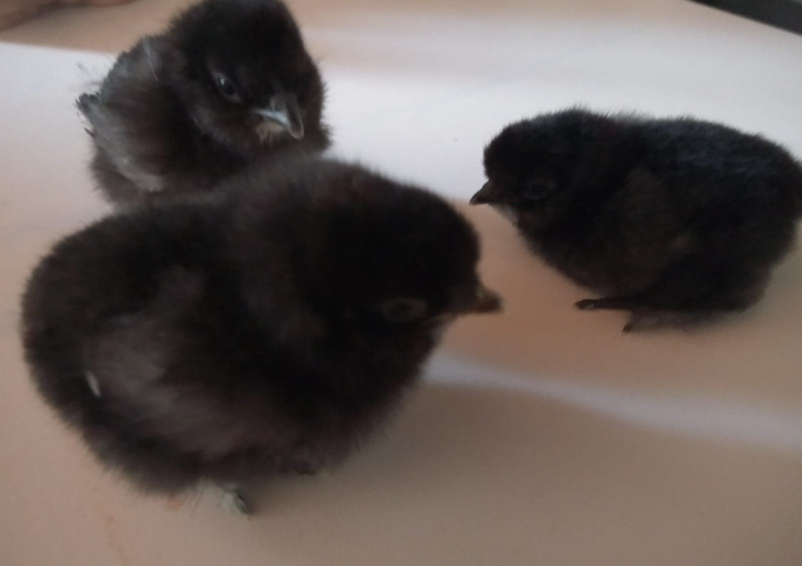 Mix kuikentjes, Dieren en Toebehoren, Pluimvee
