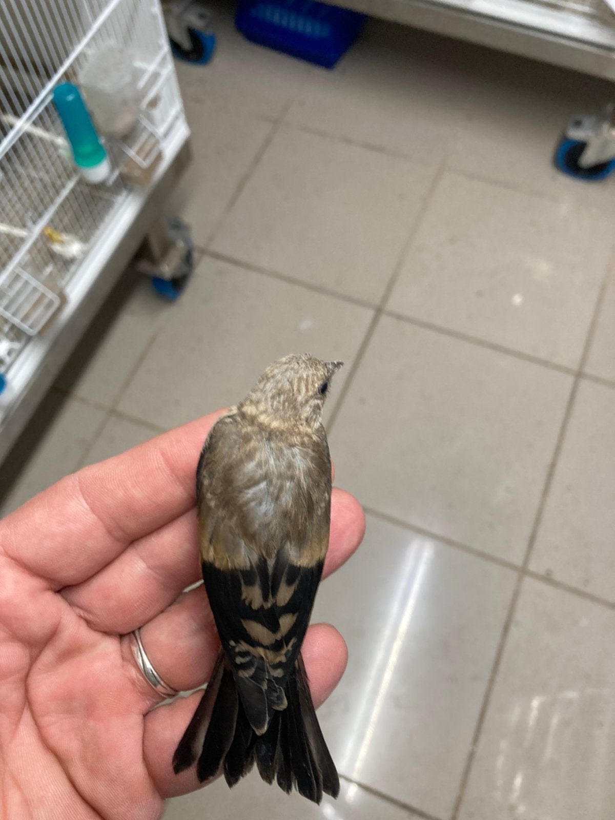 Noir parva, Animaux & Accessoires, Juin, Mâle