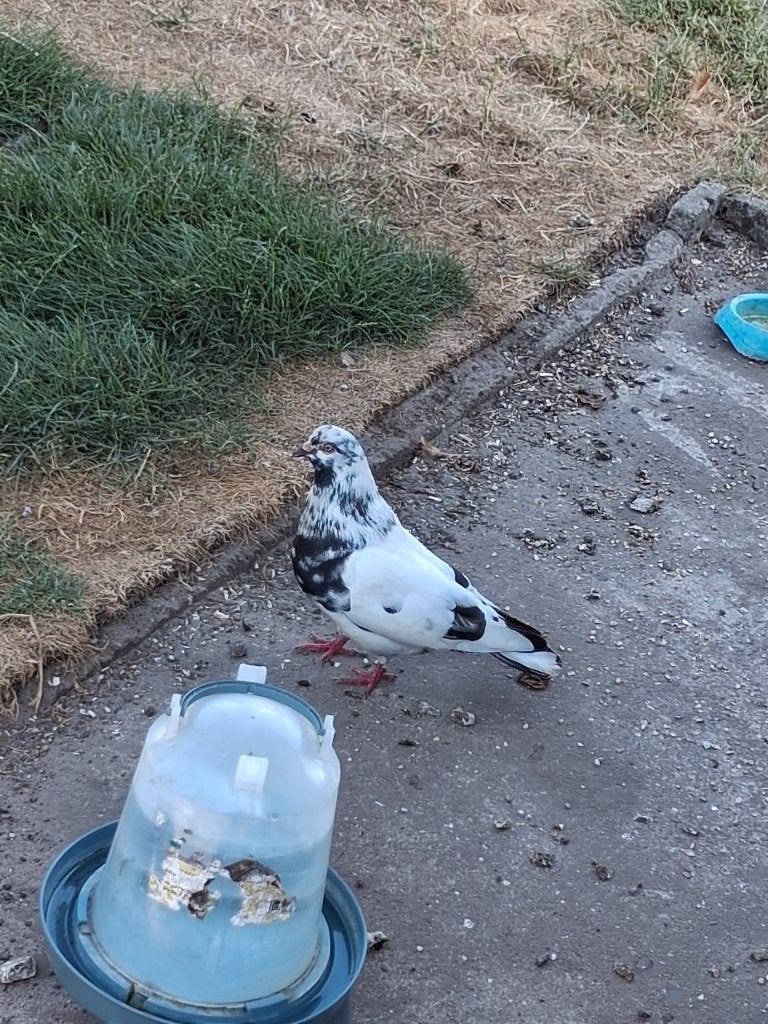 Bonte en zwarte duiven, Dieren en Toebehoren