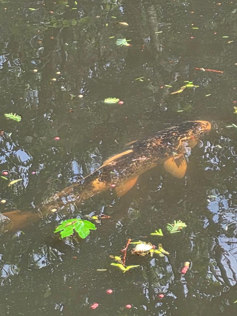 Koi karper, Dieren en Toebehoren, Vissen | Vijvervissen, Karper of Koi