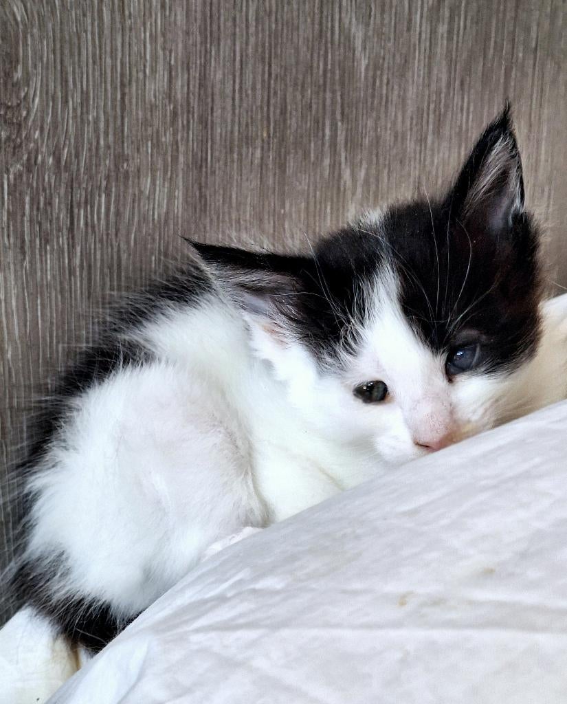 Mainecoons kittens, Plusieurs animaux, Vermifugé, 0 à 2 ans