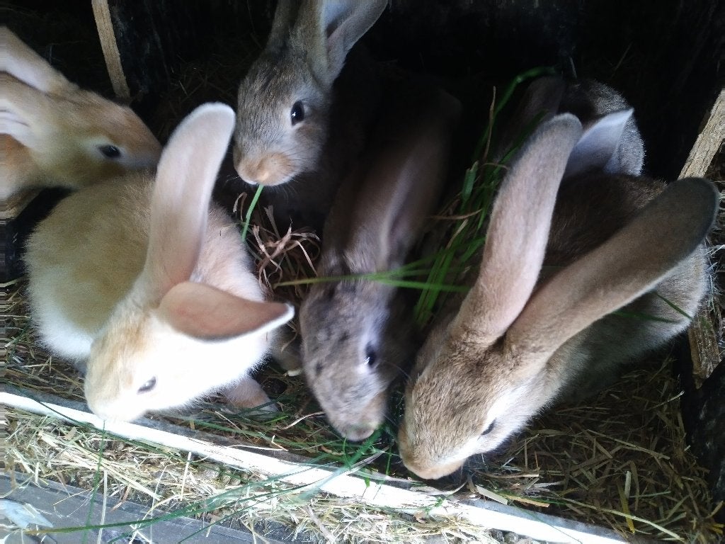 Jonge konijnen, Dieren en Toebehoren, Konijnen, Meerdere dieren, Middelgroot, 0 tot 2 jaar