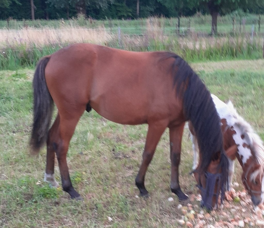 Bruine jaarling hengst (vader New Forest)., Dieren en Toebehoren, Hengst, Onbeleerd, E pony (1.48m - 1.57m), Met stamboom