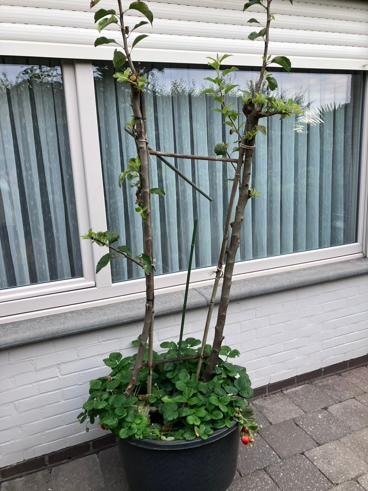 Geleide appelbomen, En pot, Espalier, 100 à 250 cm, Plein soleil