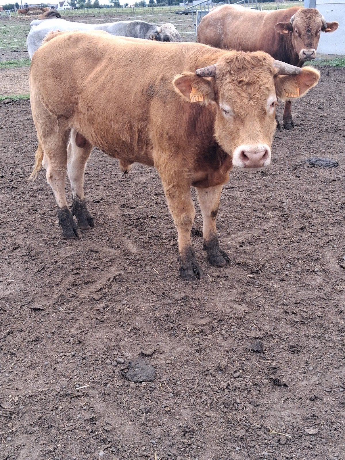 Dekstier piémontais, Limousin, Mâle, 0 à 2 ans
