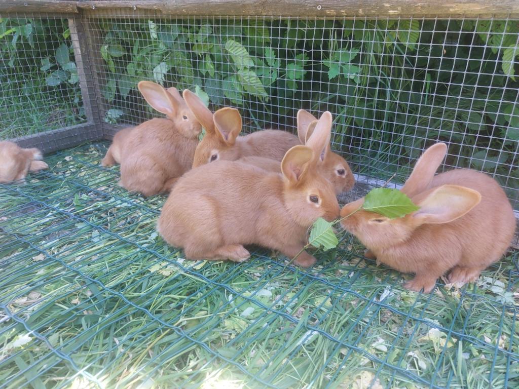Vaal van Bourgondië, Dieren en Toebehoren, Konijnen