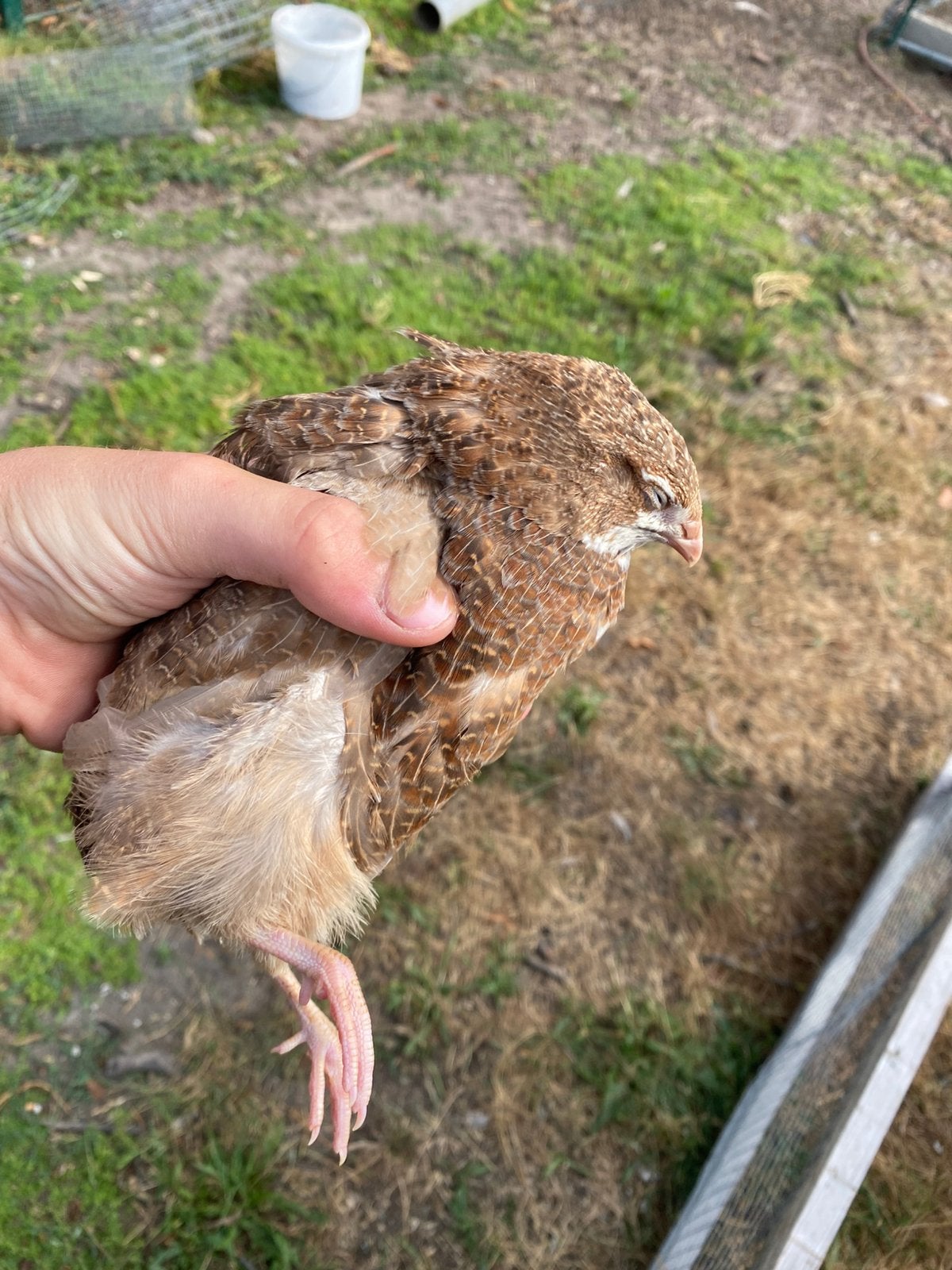 Celadon kwartel hanen, Dieren en Toebehoren, Pluimvee, Mannelijk, Overige soorten