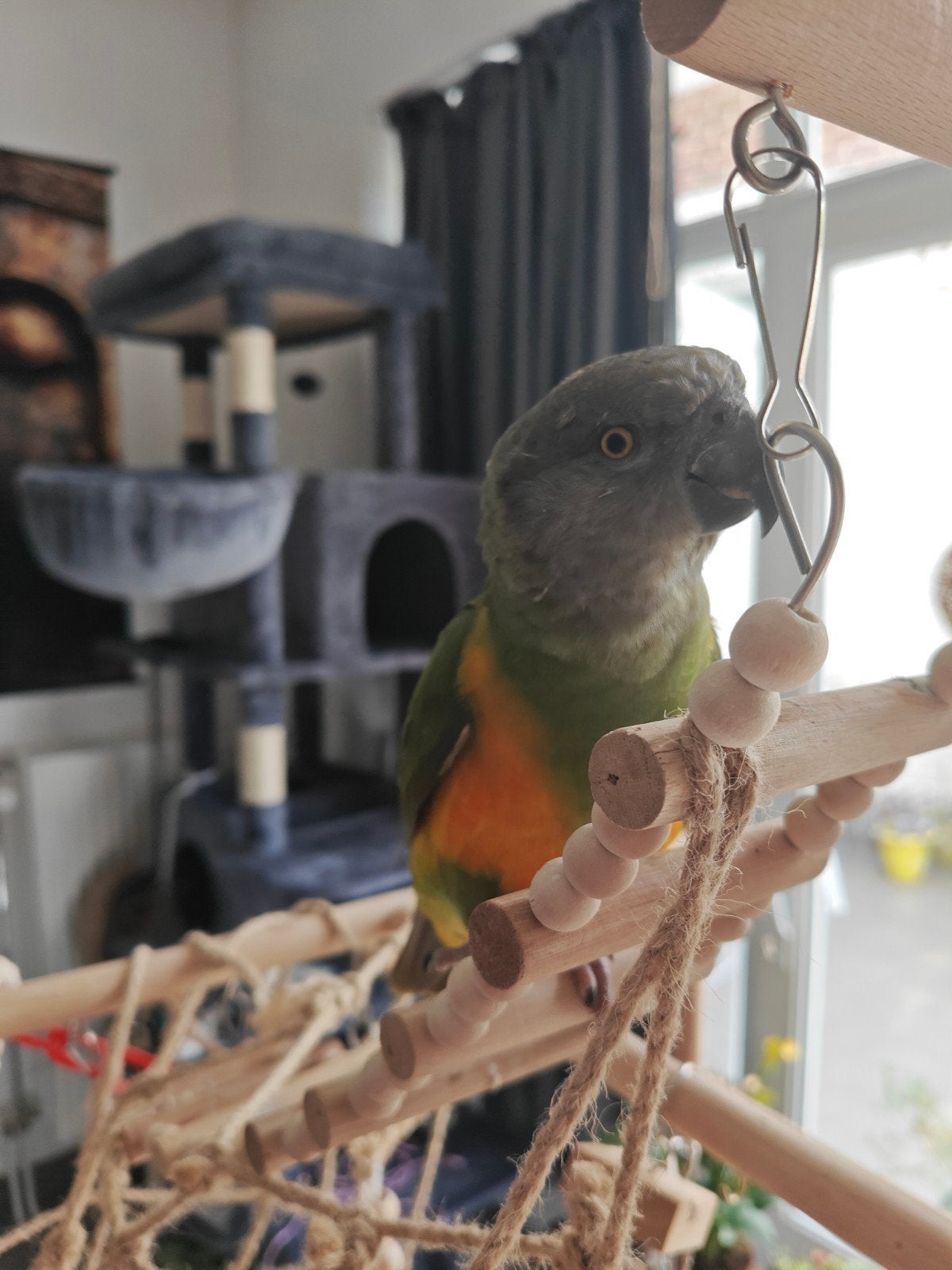 tam bonte boertje 2 jaar, Dieren en Toebehoren, Vogels | Parkieten en Papegaaien, Vrouwelijk, Pratend