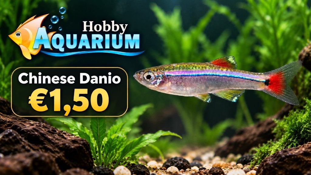 Hobbyaquarium Chines danio aanbieding 10/11/12/13 september, Animaux & Accessoires, Poissons | Poissons d'aquarium, Poisson, Poisson d'eau douce
