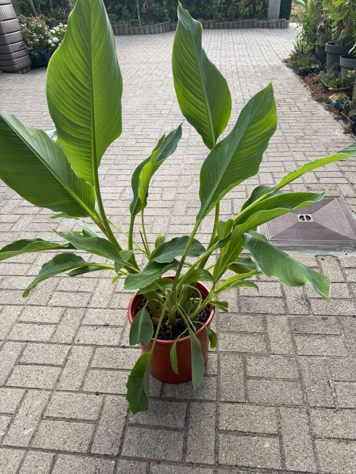Lotusbanaan, Ophalen