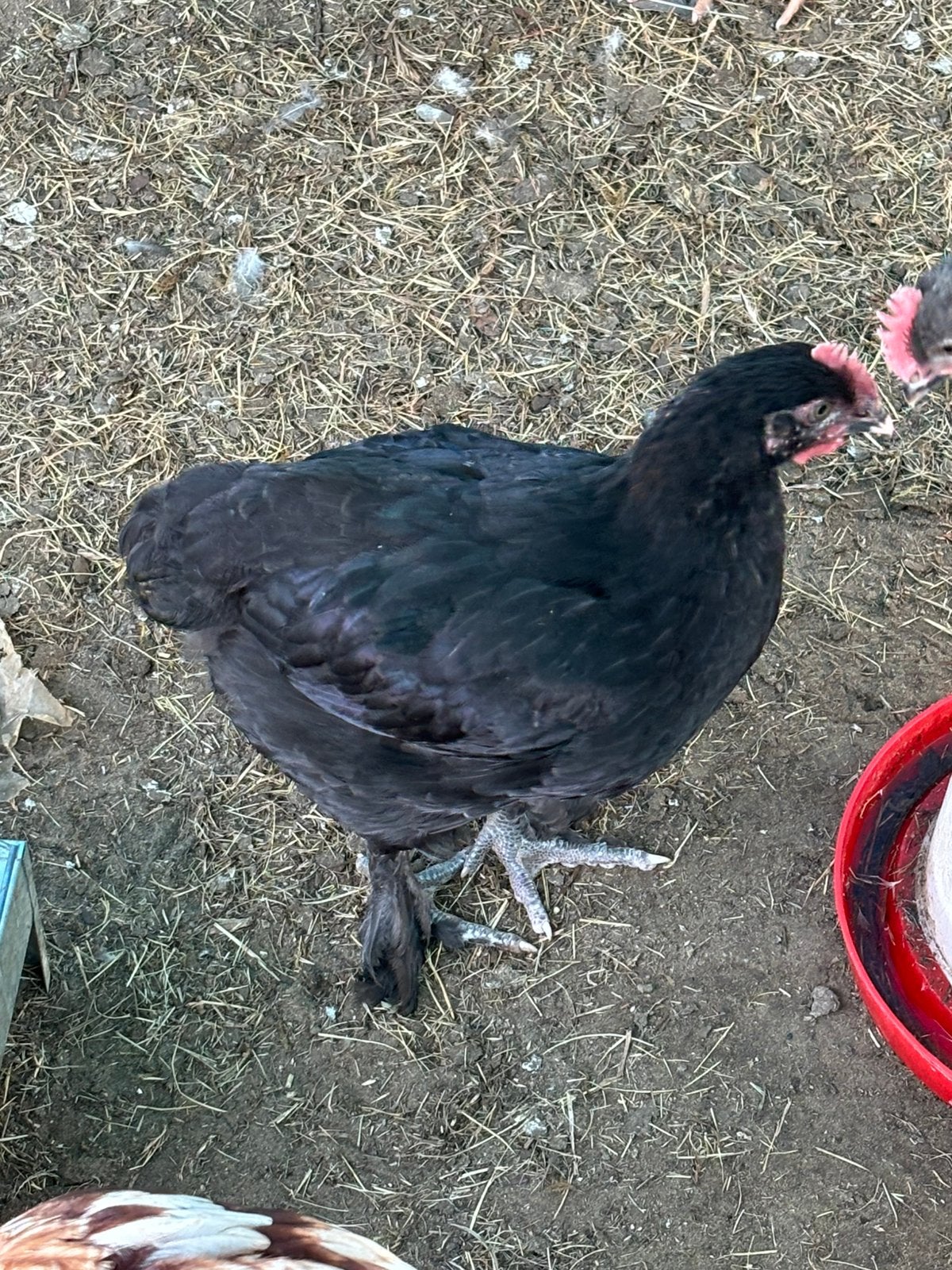 Zwart koper marans haan 8 weken oud, Dieren en Toebehoren, Pluimvee