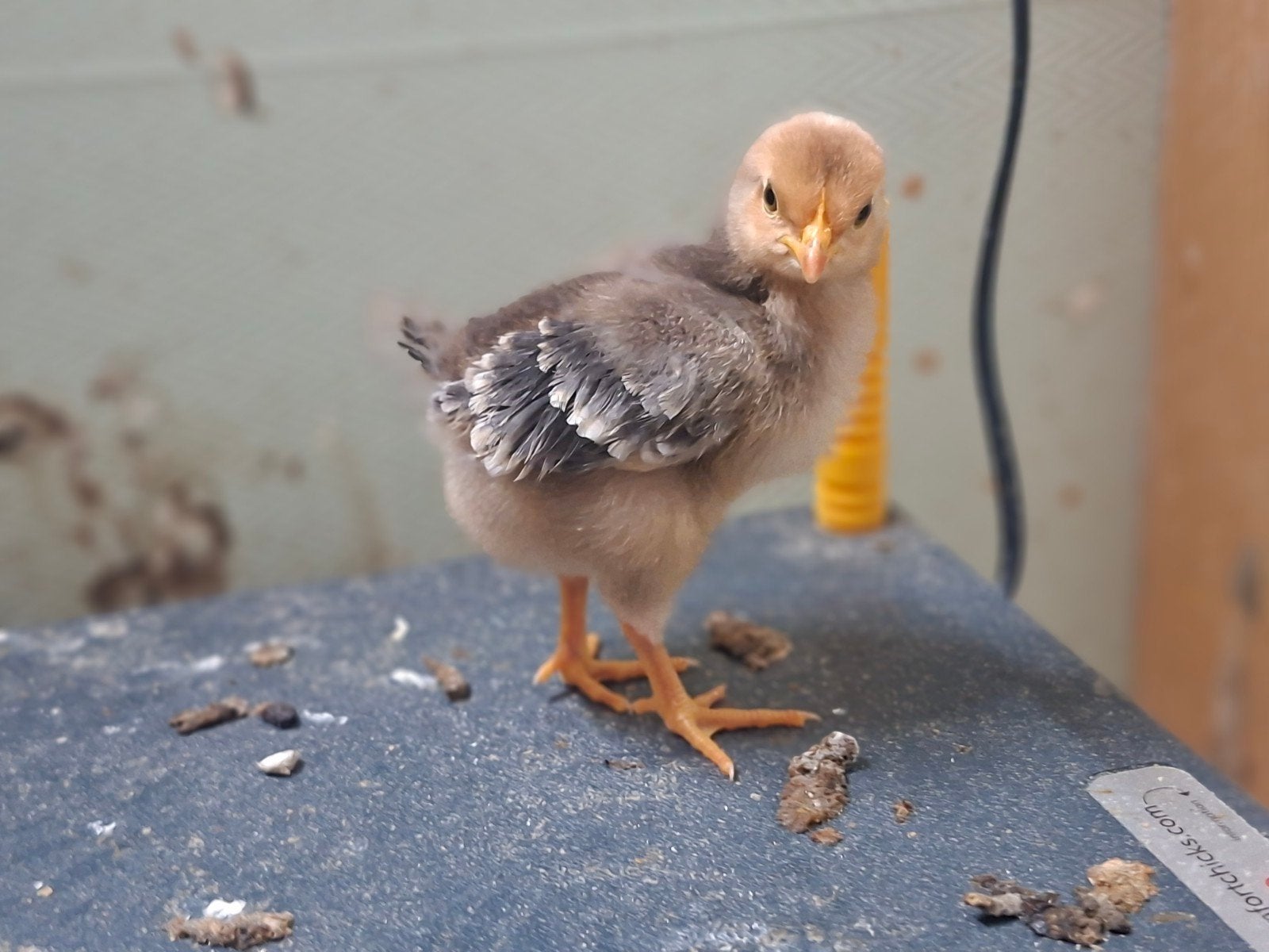 5 Kuikens: 3 weken oud., Dieren en Toebehoren, Pluimvee