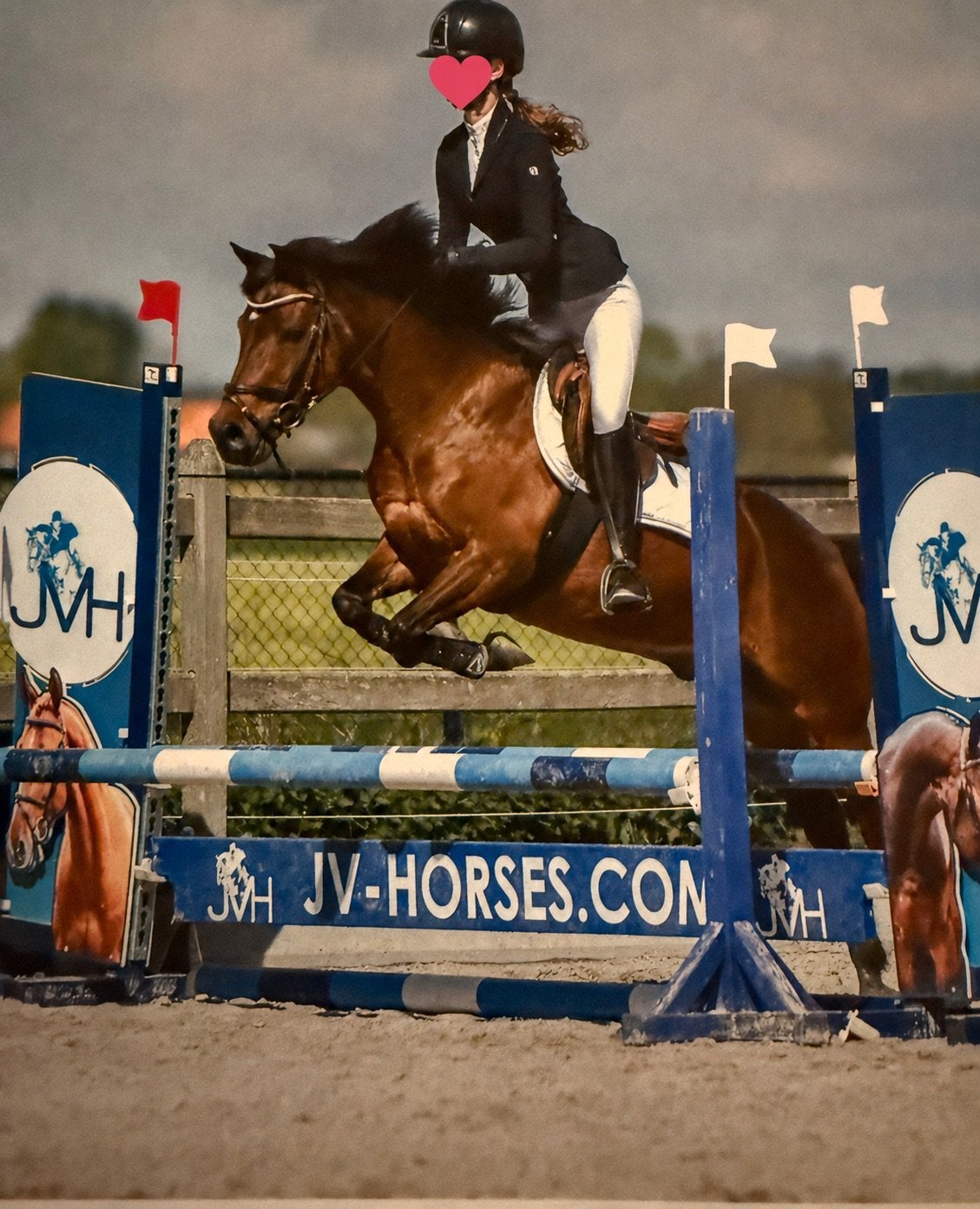 Te koop: ervaren New Forest C-pony, Springpaard, Minder dan 160 cm, Met stamboom, Ruin