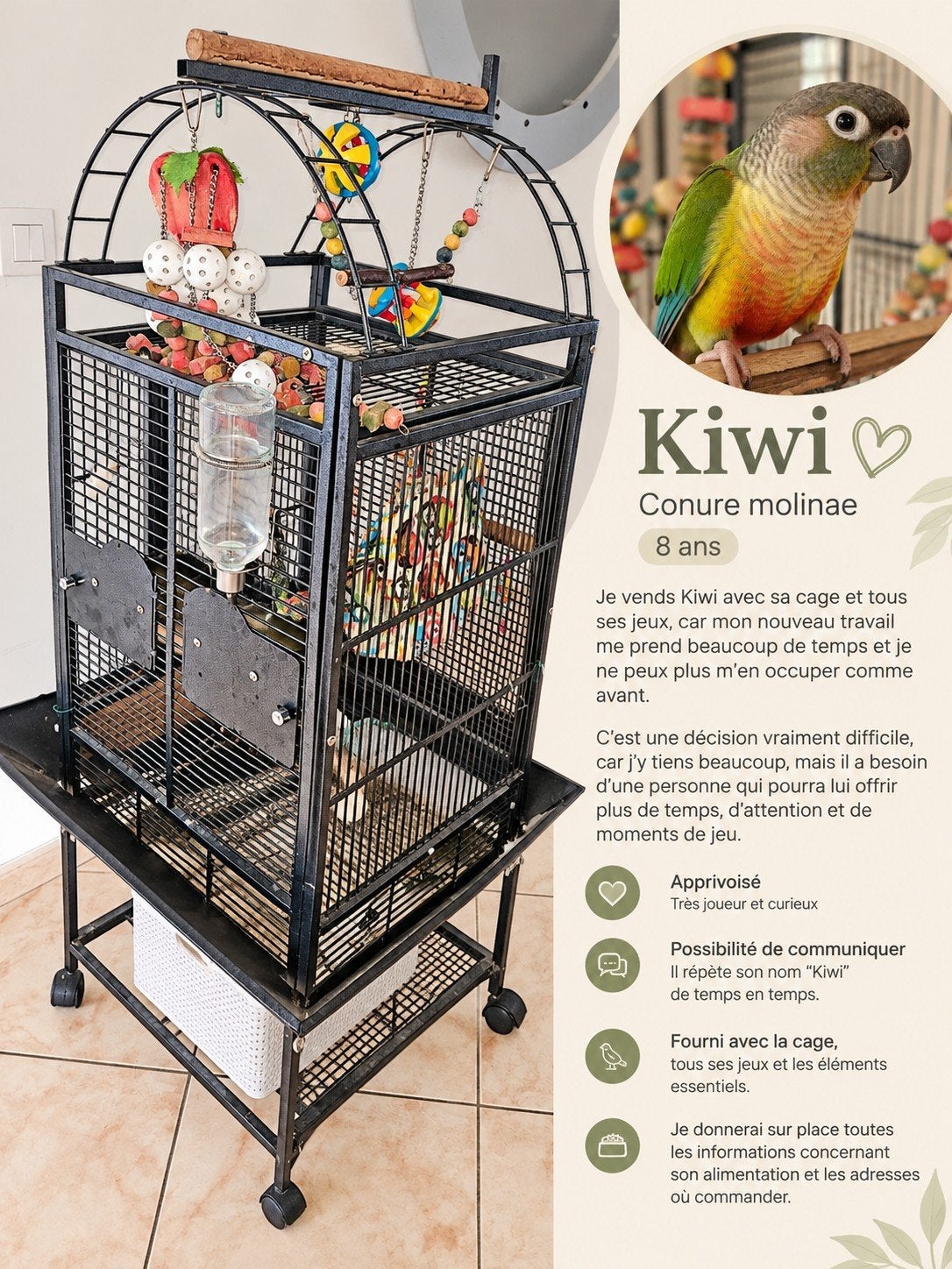 conure molinae, Ophalen