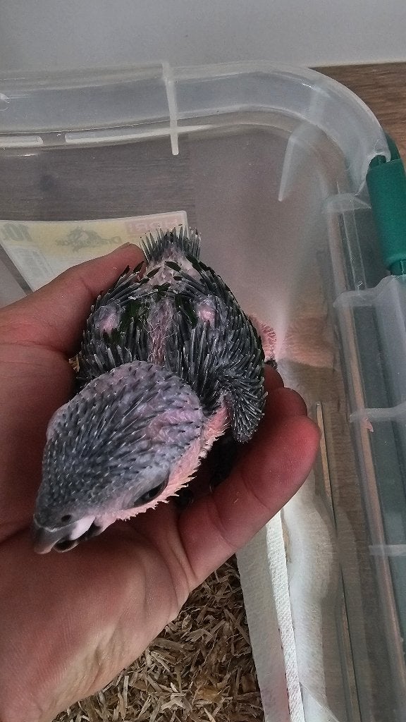 Zwartkop caique baby, Dieren en Toebehoren, Meerdere dieren, Papegaai, Tam
