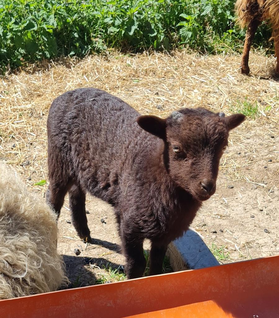 Ouessant ramlammetje bruin (stamboek), Dieren en Toebehoren, Schapen, Geiten en Varkens, Mannelijk, Schaap, 0 tot 2 jaar