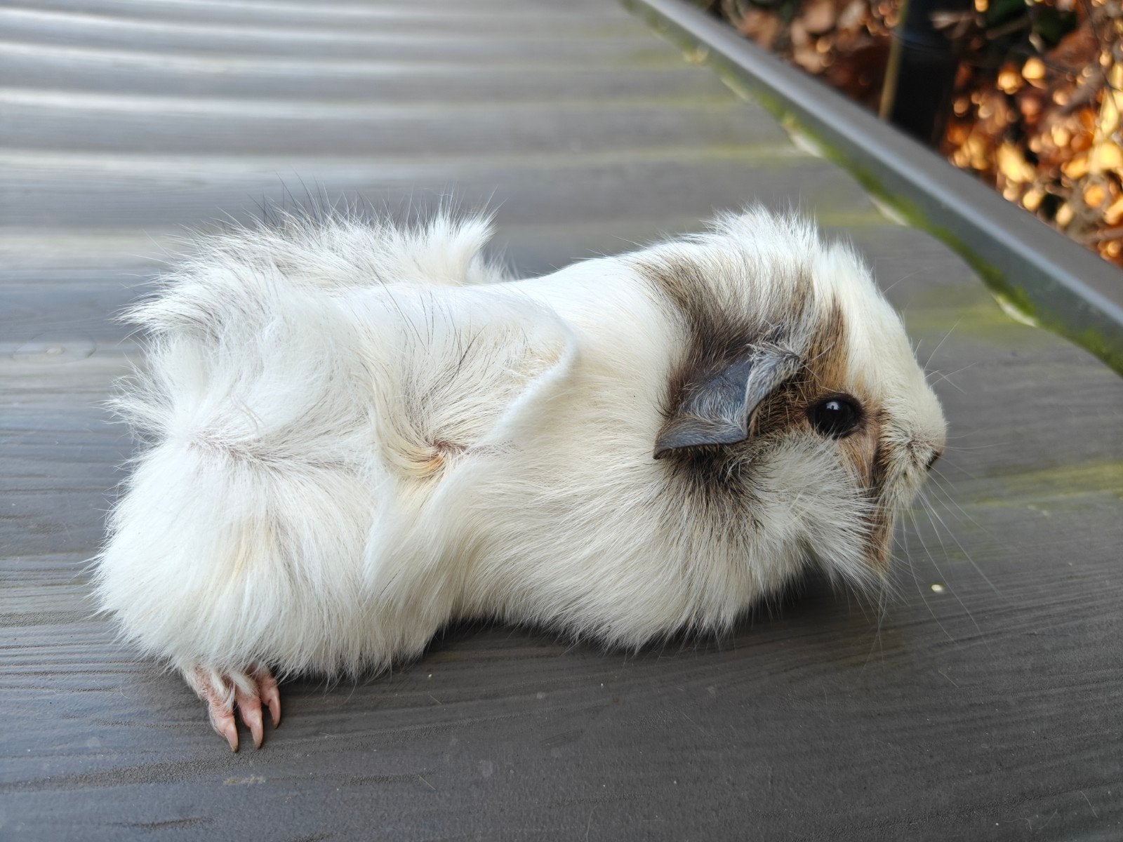 3 mooie jonge cavia's, Dieren en Toebehoren, Cavia, Vrouwelijk, Tam, September