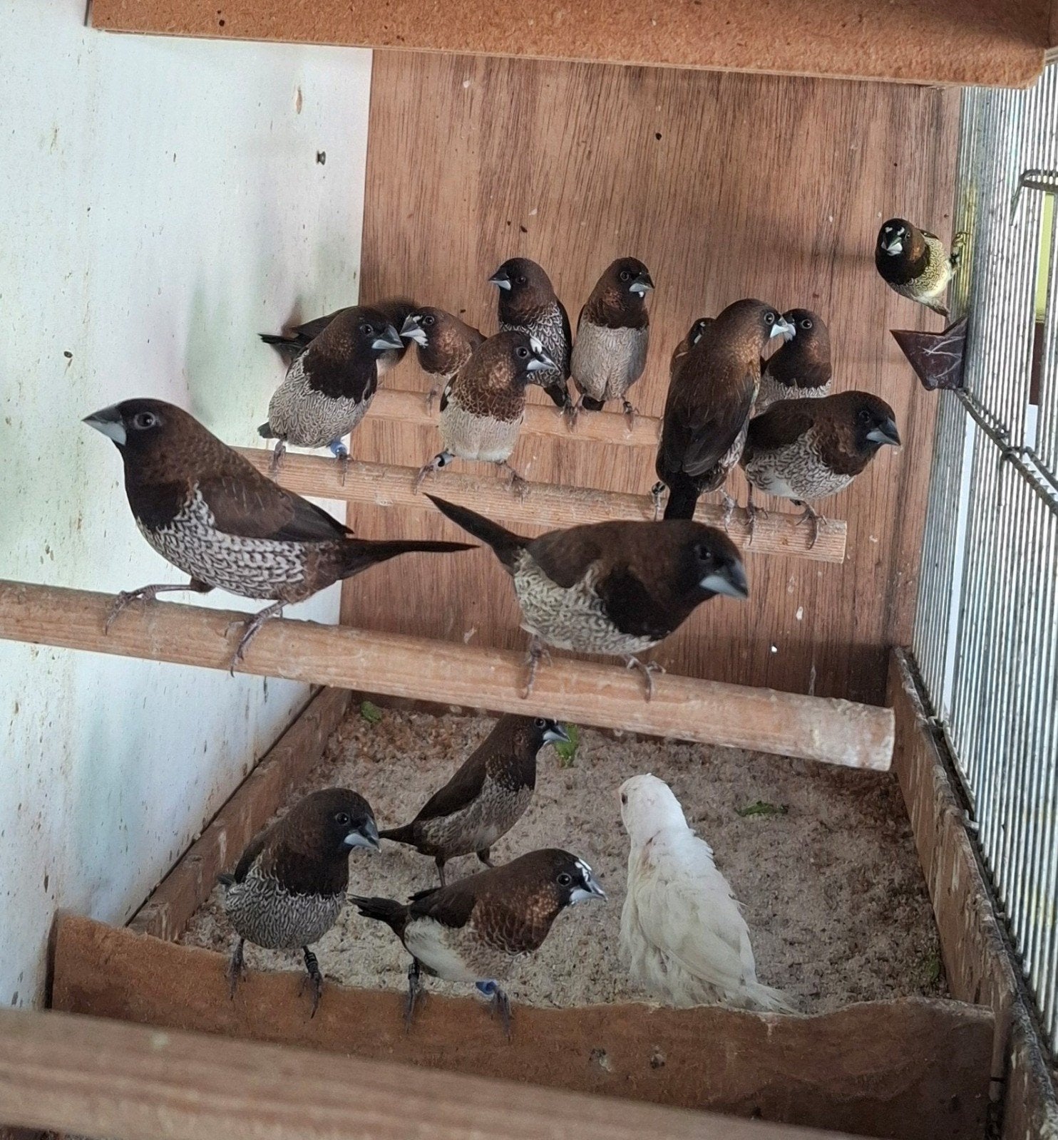 Japanse meeuwen, Dieren en Toebehoren, Vogels | Overige Vogels