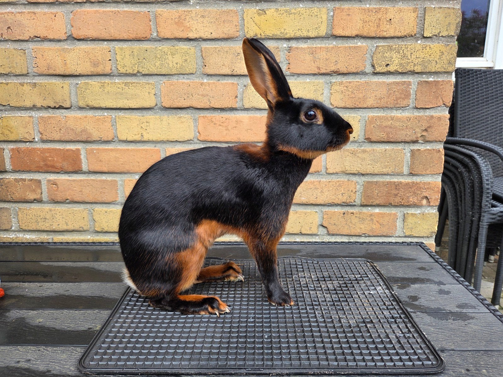 Belgische haas voedster, Dieren en Toebehoren, Konijnen, Middelgroot, Vrouwelijk, 3 tot 5 jaar