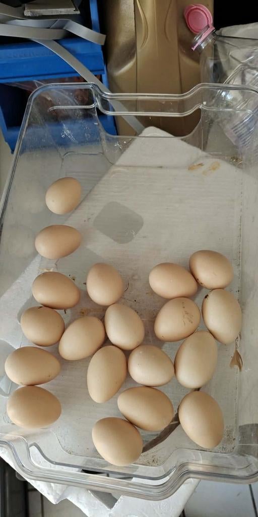 Broedeieren Goudfazant, Dieren en Toebehoren, Pluimvee